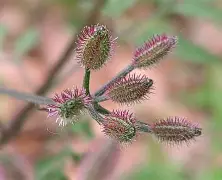 辶讠扌犭忄宀冖冫氵纟阝卩刂-奇异果平台